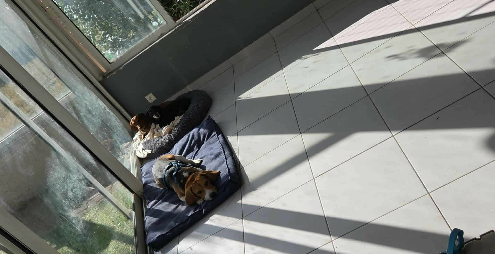 Sieste en plein soleil