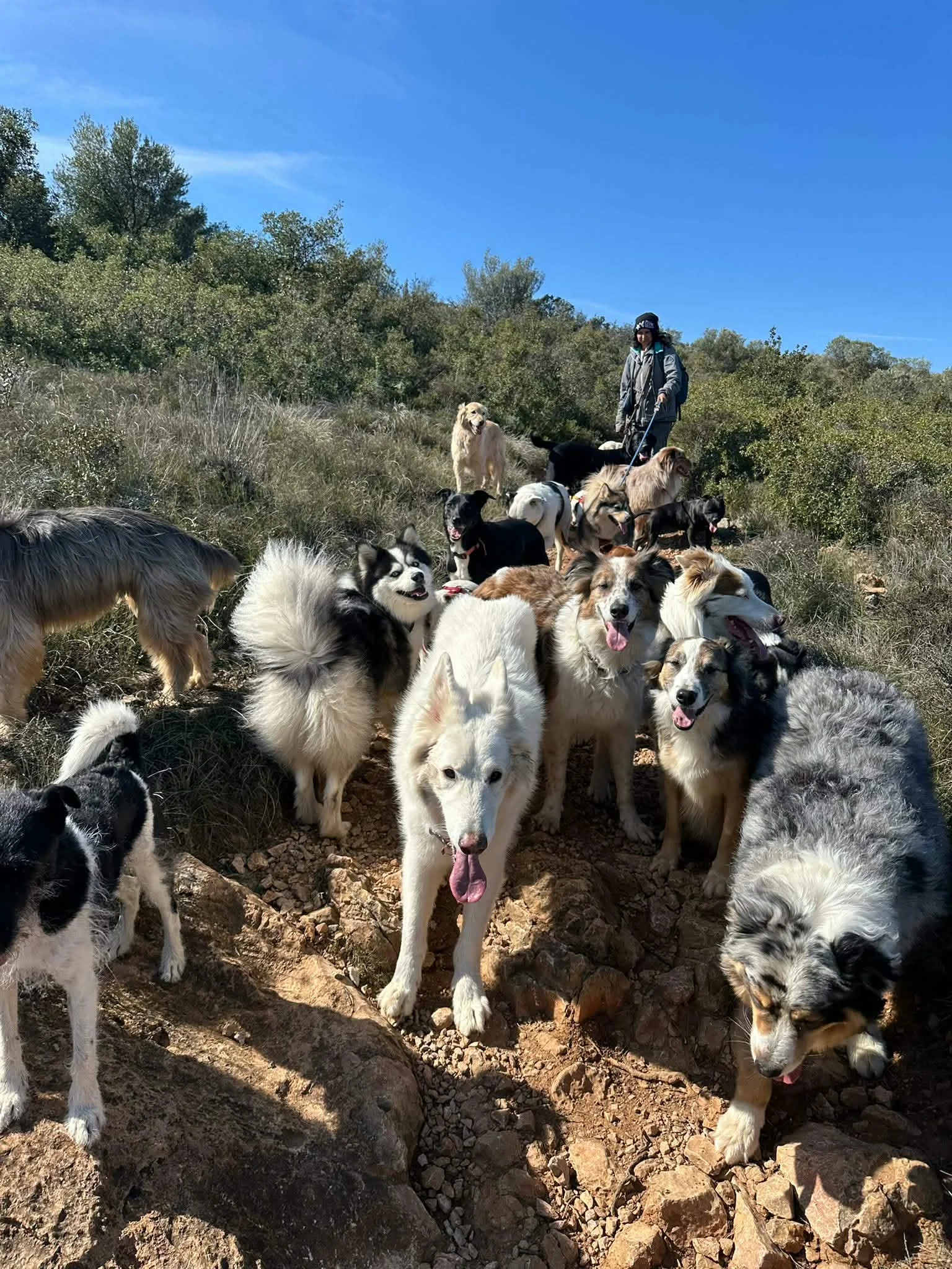 Chiens en balade